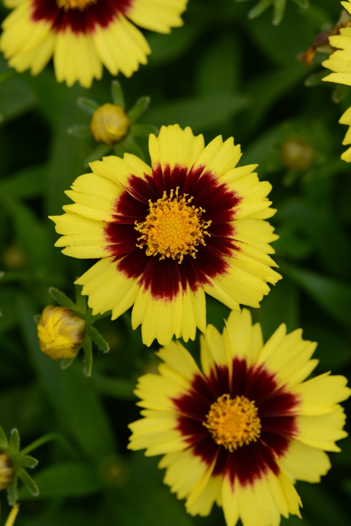 Coreopsis UPTICK ; 'Yellow and Red' - Coreopsis hybrid from Wilson Farm, Inc.