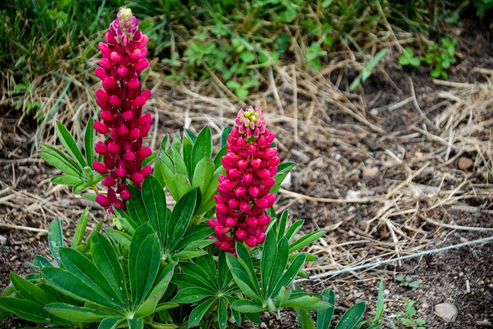 Gallery Mini Pink Bicolor - Lupinus polyphyllus 'Gallery Mini Red' from Wilson Farm, Inc.