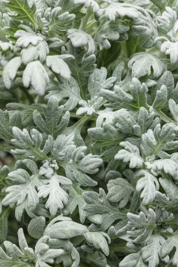Wormwood - Artemisia stelleriana from Wilson Farm, Inc.