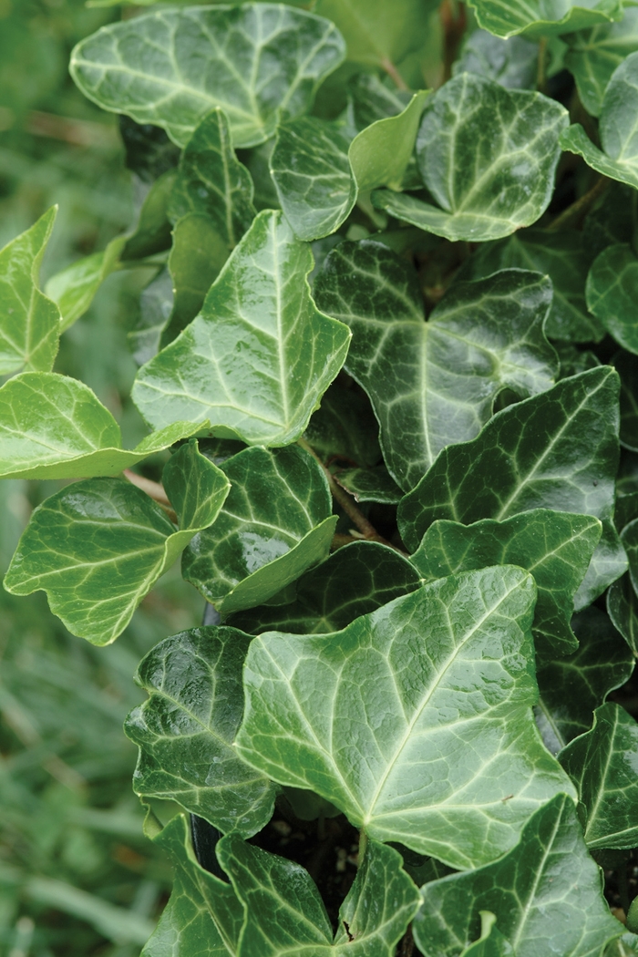 English Ivy - Hedera helix 'Thorndale' from Wilson Farm, Inc.