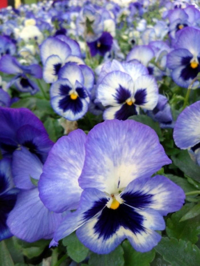 Pansy - Viola x wittrockiana 'Matrix® Blue Frost' from Wilson Farm, Inc.