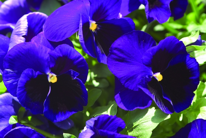 Pansy - Viola x wittrockiana 'Matrix® Deep Blue Blotch' from Wilson Farm, Inc.