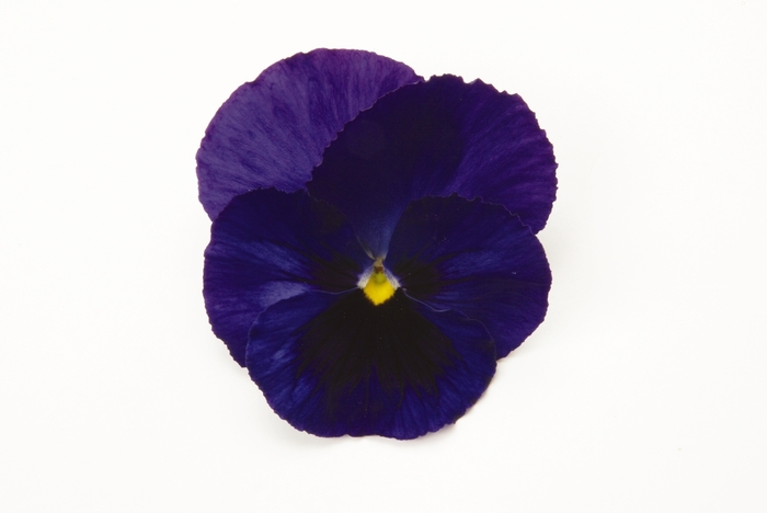 Blue Blotch Matrix Pansy - Viola x wittrockiana (Pansy) from Wilson Farm, Inc.