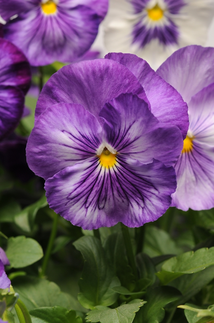'Lavender Shades' Matrix Pansy - Viola x wittrockiana (Pansy) from Wilson Farm, Inc. 'Lavender Shades' Matrix Pansy - Viola x wittrockiana (Pansy) from Wilson Farm, Inc.