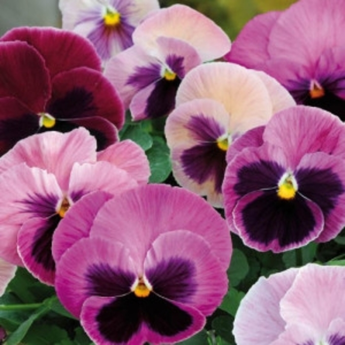 Pansy - Viola x wittrockiana 'Spring Matrix® Pink Shades' from Wilson Farm, Inc.