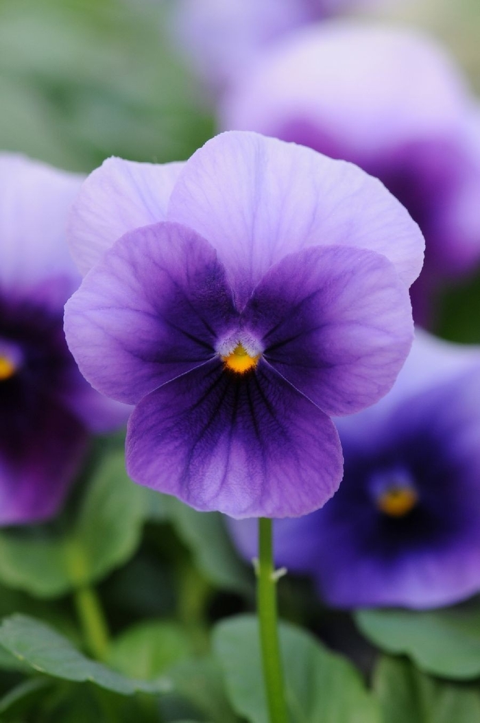 Viola - Viola cornuta 'Sorbet® XP 'Beaconsfield' from Wilson Farm, Inc.