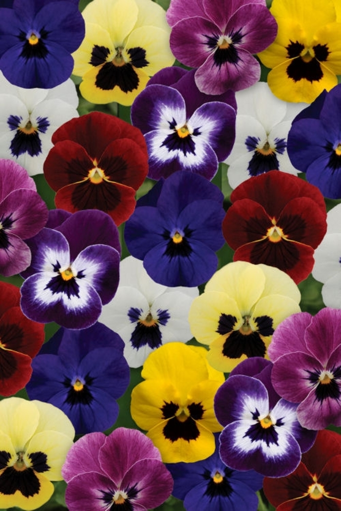 Viola - Viola cornuta 'Sorbet® XP 'Blotch Mix' from Wilson Farm, Inc.
