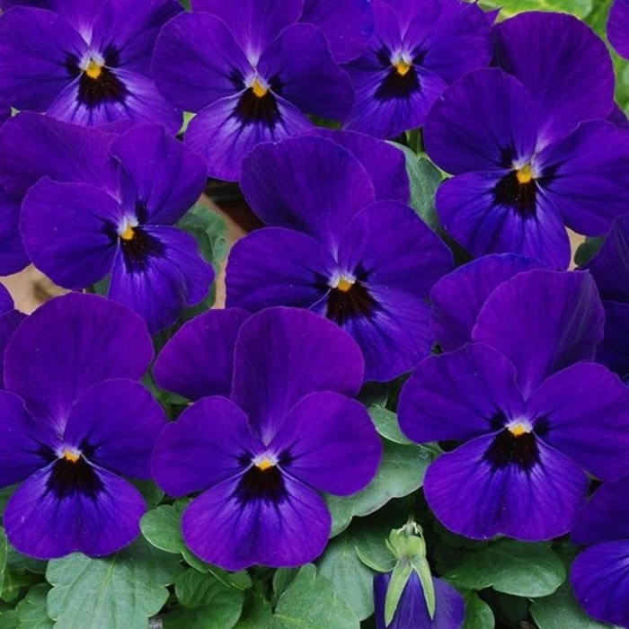 Viola - Viola cornuta 'Sorbet® XP 'Blue Blotch' from Wilson Farm, Inc.