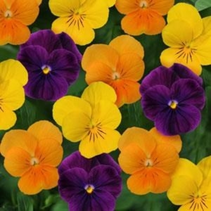 Viola - Viola cornuta 'Sorbet® XP 'Harvest Mix' from Wilson Farm, Inc.