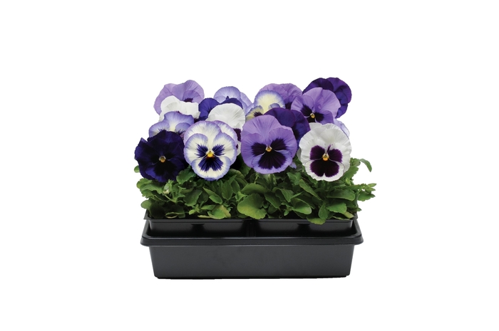 'Ocean Breeze Mix' Matrix Pansy - Viola x wittrockiana (Pansy) from Wilson Farm, Inc. 'Ocean Breeze Mix' Matrix Pansy - Viola x wittrockiana (Pansy) from Wilson Farm, Inc.