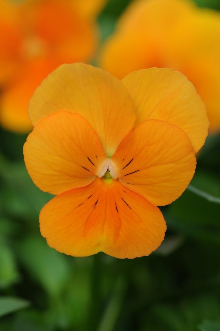 Viola - Viola cornuta 'Sorbet® XP 'Orange' from Wilson Farm, Inc.