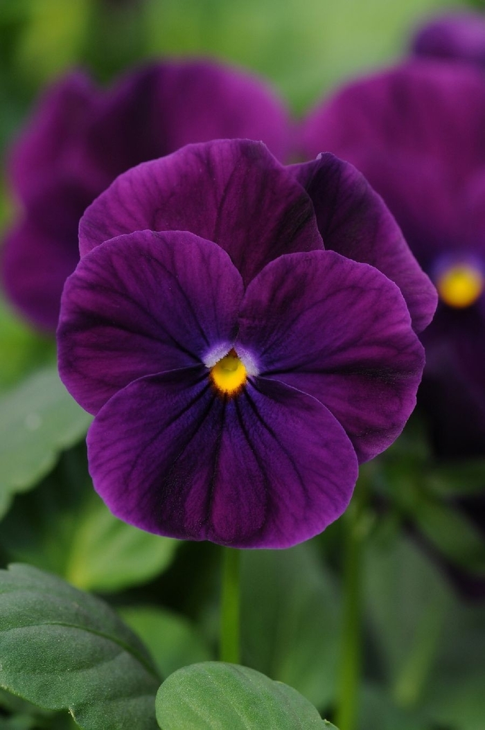 Viola - Viola cornuta 'Sorbet® XP 'Purple' from Wilson Farm, Inc.