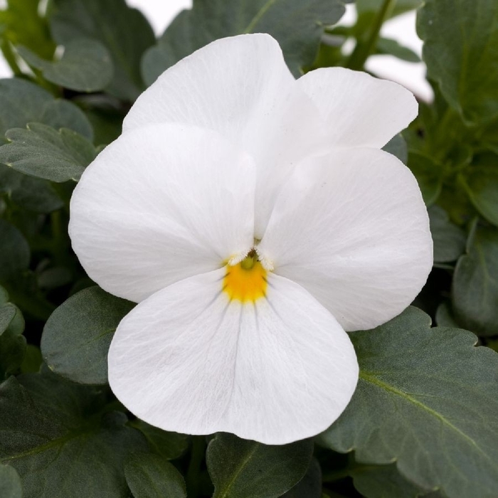 Viola - Viola cornuta 'Sorbet® XP 'White' from Wilson Farm, Inc.