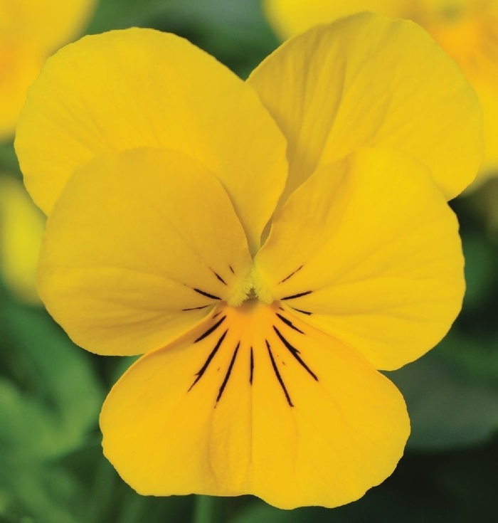 Viola - Viola cornuta 'Sorbet® XP 'Yellow' from Wilson Farm, Inc.