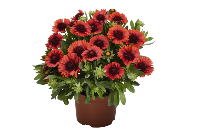 Blanket Flower - Gaillardia 'Spin Top Red' from Wilson Farm, Inc.