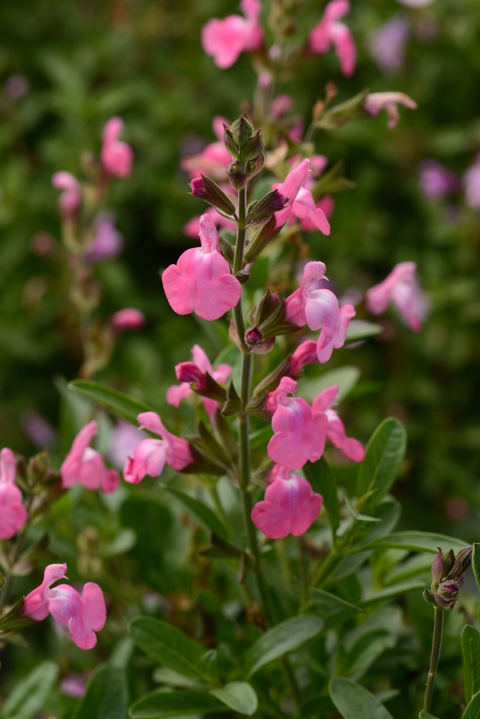 Mirage™ Sage - Salvia greggii 'Pink' from Wilson Farm, Inc.