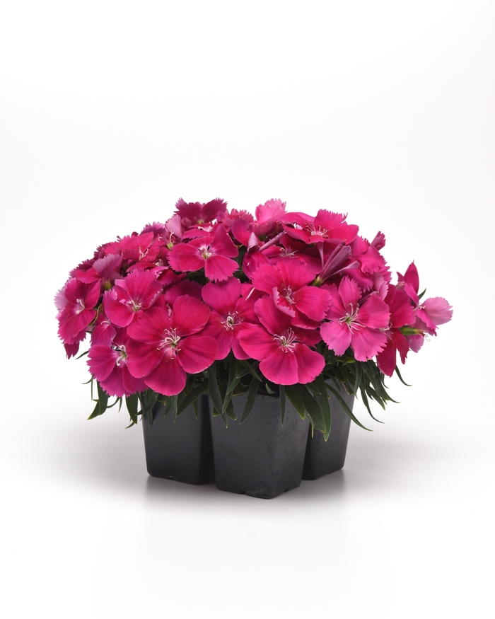 Pinks - Dianthus chinensis 'Corona Rose' from Wilson Farm, Inc.