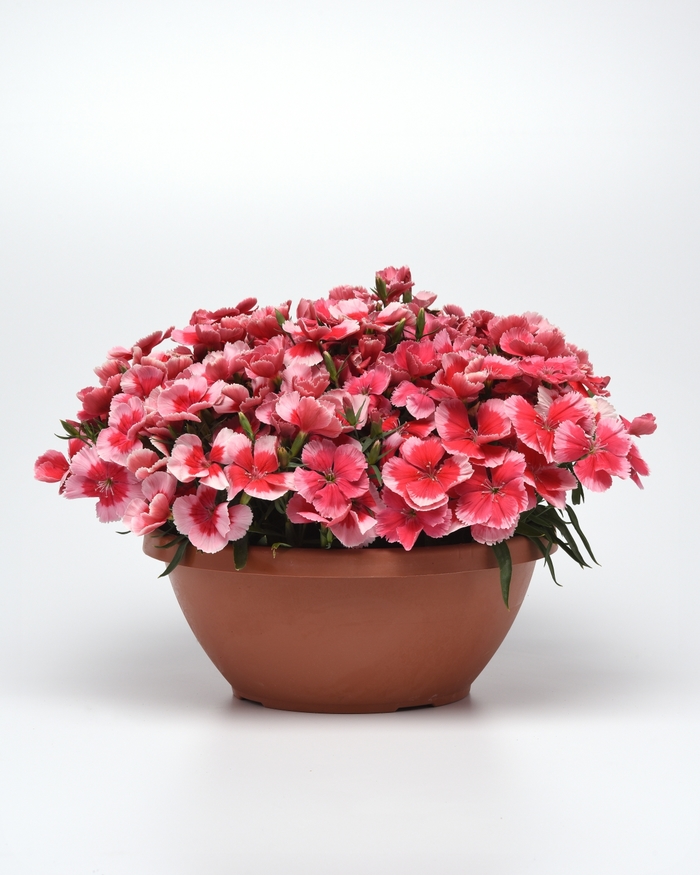 Pinks - Dianthus chinensis 'Corona Strawberry' from Wilson Farm, Inc.