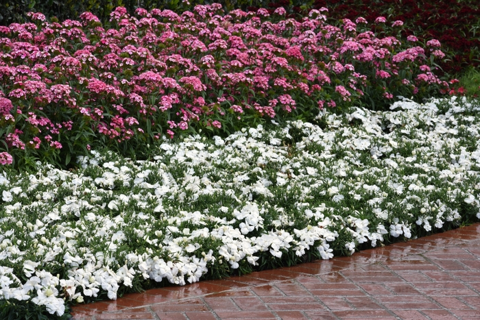 Pinks - Dianthus chinensis 'Corona White' from Wilson Farm, Inc.