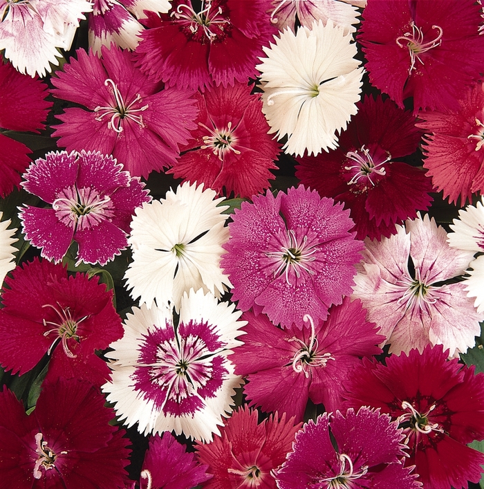 Dianthus, Ideal Select' - Dianthus hybrid 'Ideal Select ' from Wilson Farm, Inc.