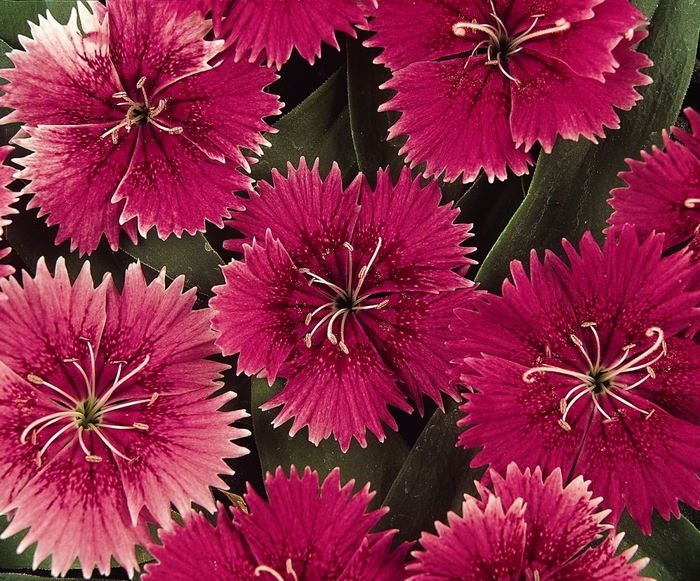 Pinks - Dianthus hybrid 'Ideal Select Raspberry' from Wilson Farm, Inc.