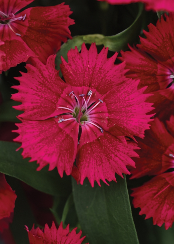 Pinks - Dianthus hybrid 'Ideal Select Red' from Wilson Farm, Inc.