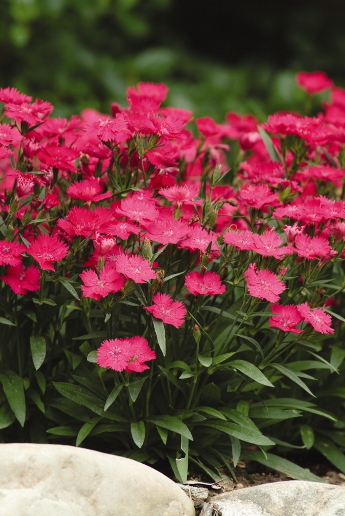 Pinks - Dianthus hybrid 'Ideal Select Rose' from Wilson Farm, Inc.