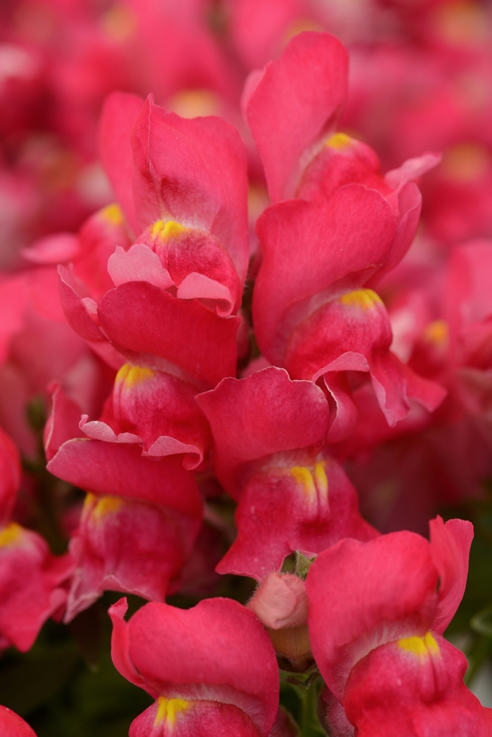 Dwarf Garden Snapdragon - Antirrhinum majus 'Snapshot Rose' from Wilson Farm, Inc.