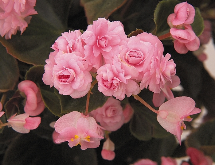 Doublet® Pink Begonia - Begonia semperflorens 'Doublet® Pink' from Wilson Farm, Inc.