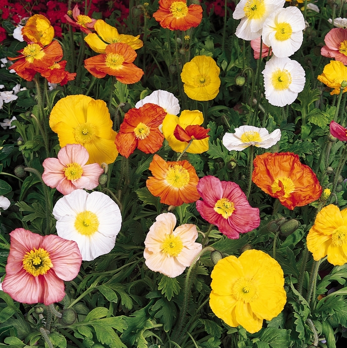 Iceland poppy - Papaver nudicaule 'Champagne Bubbles' from Wilson Farm, Inc.
