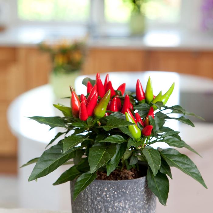 'Salsa Red' - Capsicum annuum (Ornamental Pepper) from Wilson Farm, Inc.