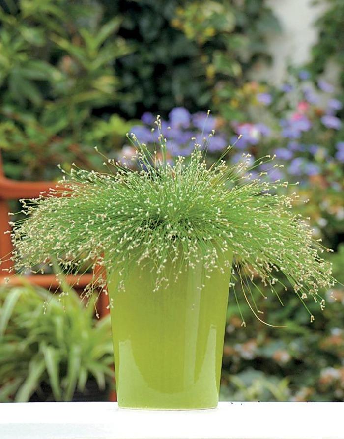 Graceful Grasses™ - Scirpus cernus 'Fiber Optic Grass' from Wilson Farm, Inc.