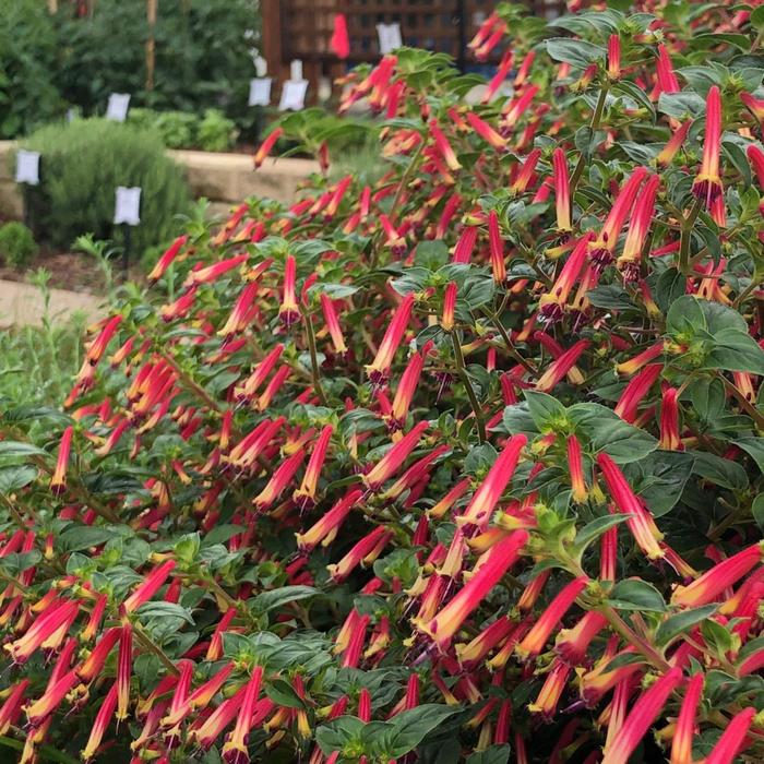 'Hummingbirds Lunch' - Cuphea from Wilson Farm, Inc.