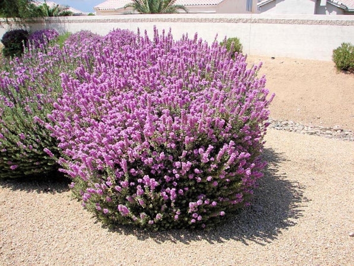 Texas Sage - Leucophyllum frutescens from Wilson Farm, Inc. Texas Sage - Leucophyllum frutescens from Wilson Farm, Inc.