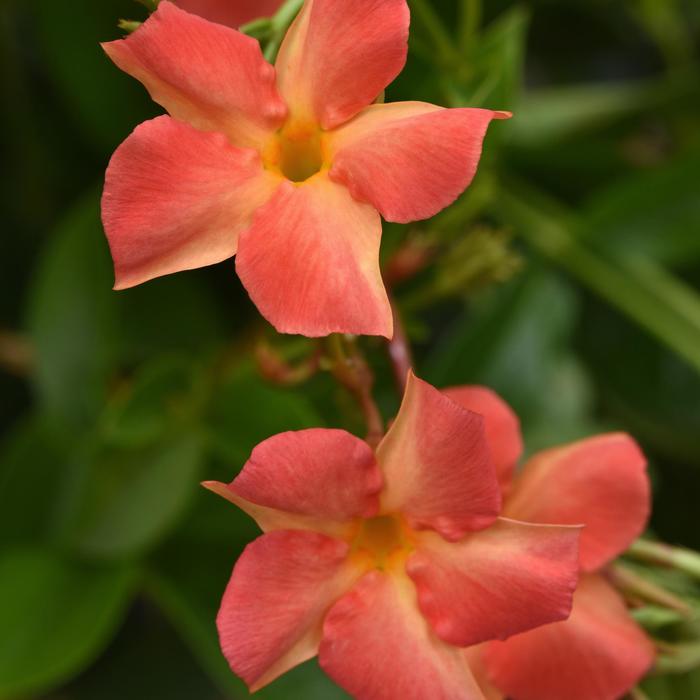Diamantina™ 'Coral Orange Sunrise' - Mandevilla (Dipladenia) from Wilson Farm, Inc. Diamantina™ 'Coral Orange Sunrise' - Mandevilla (Dipladenia) from Wilson Farm, Inc.