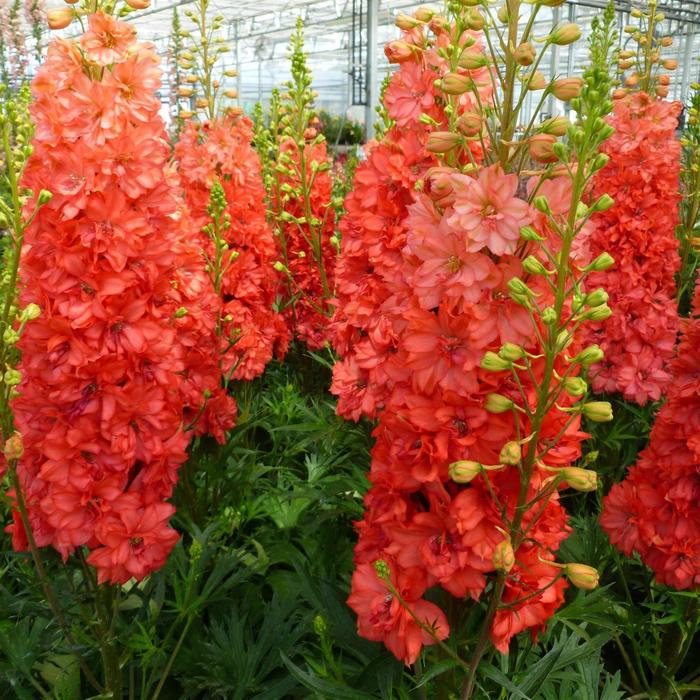 'Red Lark' - Delphinium from Wilson Farm, Inc. 'Red Lark' - Delphinium from Wilson Farm, Inc.