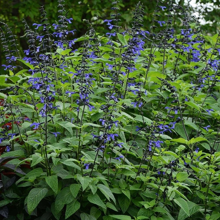 Black and Blue - Salvia Guaranitica from Wilson Farm, Inc.
