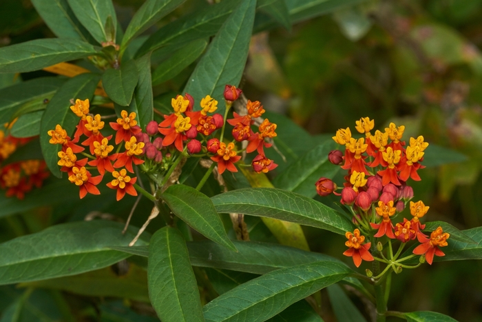 Butterfly Milkweed - Asclepias tuberosa 'Red Butterfly' from Wilson Farm, Inc.