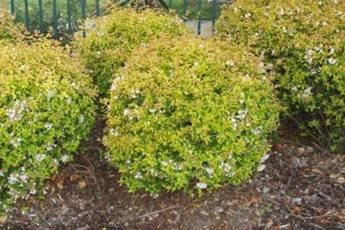 Gold Abelia - Abelia x grandiflora from Wilson Farm, Inc.