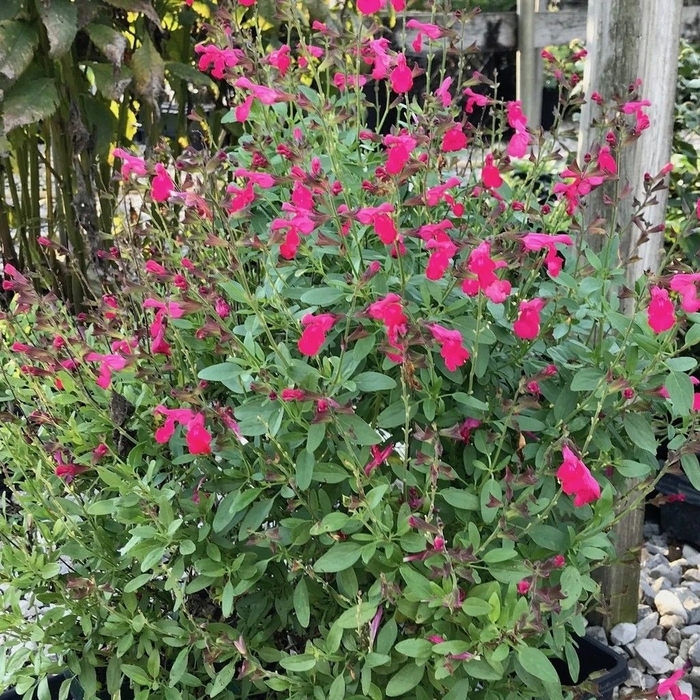 Mirage™ Sage - Salvia greggii 'Hot Pink' from Wilson Farm, Inc.