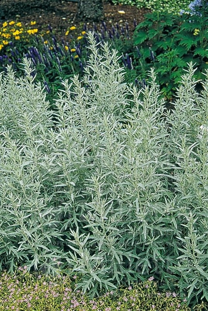 Wormwood - Artemisia ludoviciana 'Silver King' from Wilson Farm, Inc.