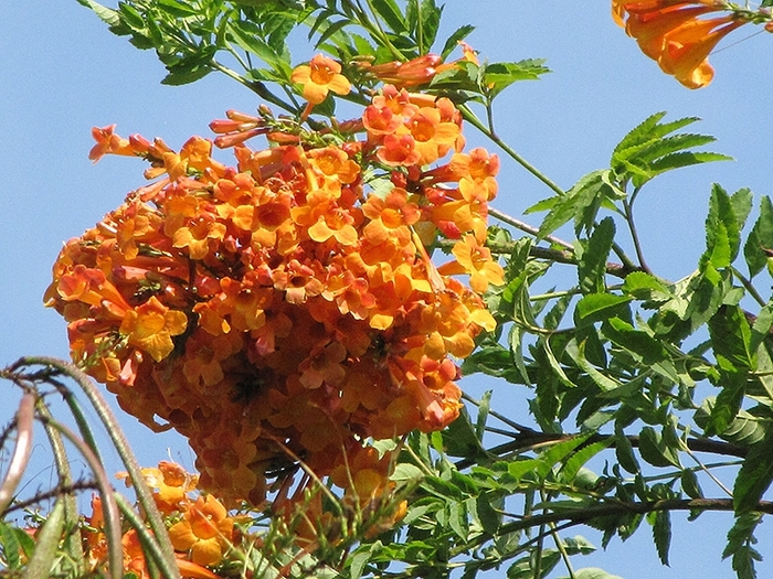 Orange Esperanza - Tecoma from Wilson Farm, Inc.