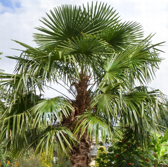 Windmill Palm Tree - Trachycarpus Fortunei from Wilson Farm, Inc.