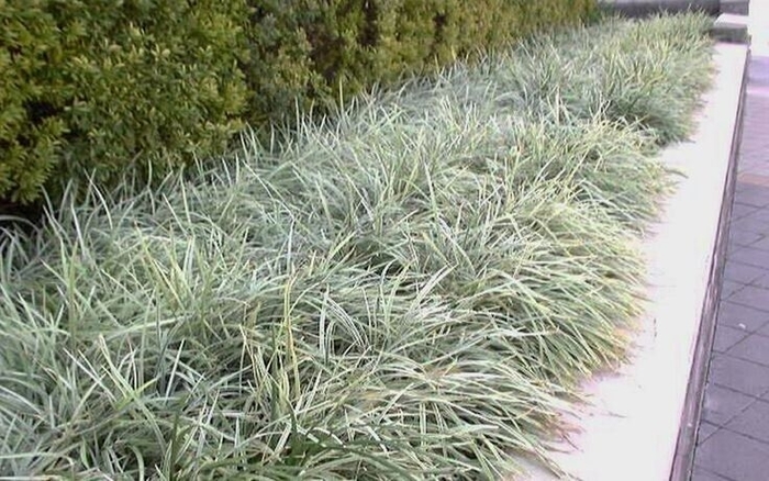 Aztec Grass - Liriope muscari from Wilson Farm, Inc. Aztec Grass - Liriope muscari from Wilson Farm, Inc.