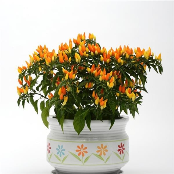 'Sedona Sun' - Capsicum annuum (Ornamental Pepper) from Wilson Farm, Inc.