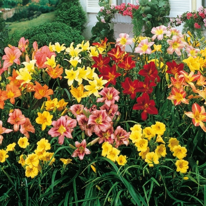 Assorted Daylily - Hemerocallis from Wilson Farm, Inc.