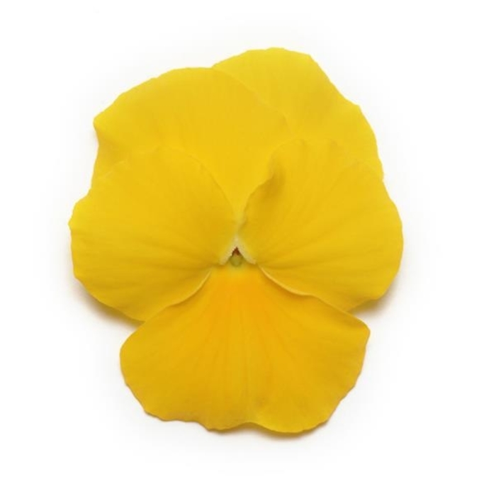 Yellow Panola Pansy - Viola x wittrockiana from Wilson Farm, Inc. Yellow Panola Pansy - Viola x wittrockiana from Wilson Farm, Inc.