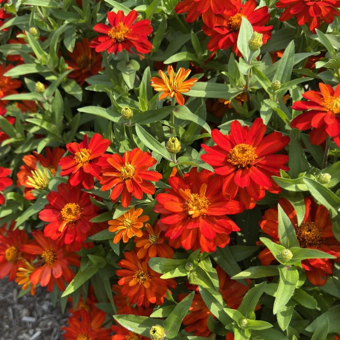 Profusion 'Fire' zinnia - Zinnia from Wilson Farm, Inc. Profusion 'Fire' zinnia - Zinnia from Wilson Farm, Inc.