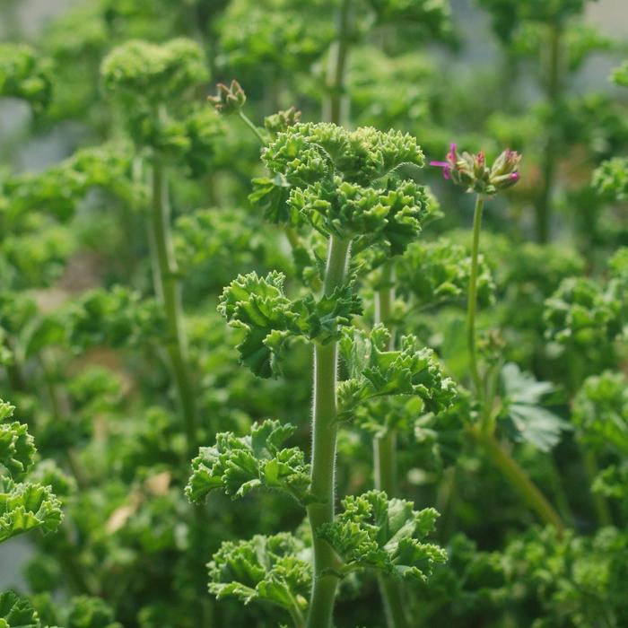 Scented Geranium - Pelargonium crispum from Wilson Farm, Inc. Scented Geranium - Pelargonium crispum from Wilson Farm, Inc.