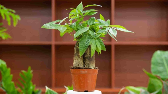 Money Tree Plant - Pachira Aquatica from Wilson Farm, Inc.